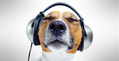 Can Dogs Enjoy Music? A Deep Dive into the Canine Music Experience